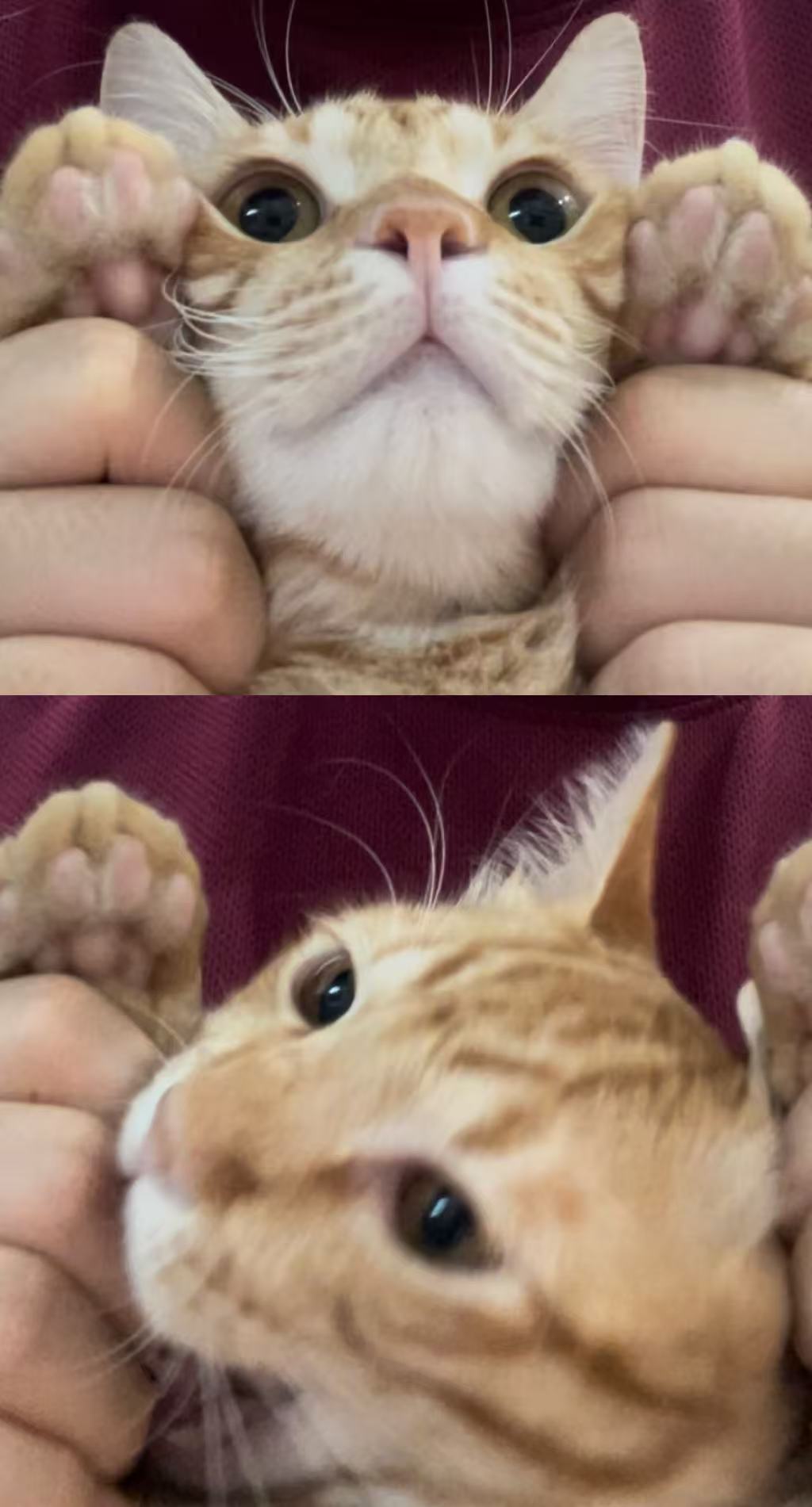 叶恩彤-猫.jpg